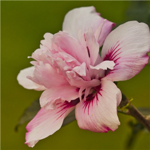 Hibiscus Syriacus 'Chiffon Pink'